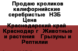 Продаю кроликов калифорнийские, серебристые, НЗБ. › Цена ­ 250 - Краснодарский край, Краснодар г. Животные и растения » Грызуны и Рептилии   